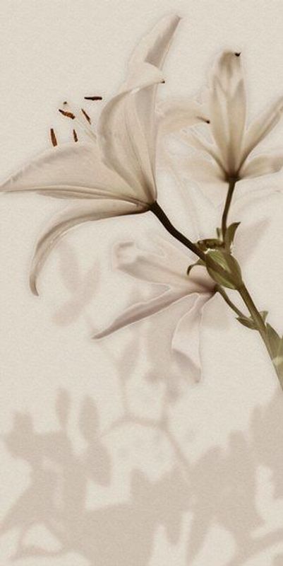 Декор gardenia orchidea gioia Lilium (6pz) 600х1200